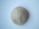 Echinoid, Holaster?, Upper Jurassic period