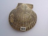 Bivalve, Pecten sp., Tertiary period