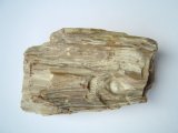 Petrified wood,  Tertiary period